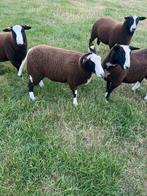 Zwartbles ooi, Dieren en Toebehoren, Schaap
