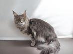 Maine coon kater, Dieren en Toebehoren, Kater, Gechipt, 0 tot 2 jaar