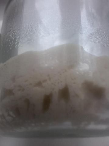 Zuurdesem  - Levain - Starter - Desemstarter ( TARWE) beschikbaar voor biedingen