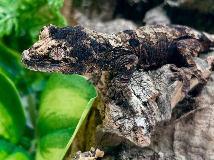 Pine island high end white collar ongesext, Dieren en Toebehoren, Reptielen en Amfibieën