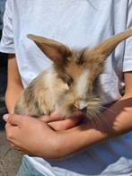 Baby konijntjes te koop *super tam*, Dieren en Toebehoren, Meerdere dieren, Middelgroot, 0 tot 2 jaar