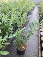 Prunus laurocerasus 'Caucasica', Tuin en Terras, Ophalen, Haag