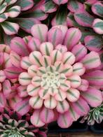 Aeonium mink garnet variegated, Enlèvement ou Envoi