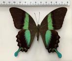 Papilio blumei VLINDERS, 12€/ex, Ophalen of Verzenden, Zo goed als nieuw, Insect, Opgezet dier