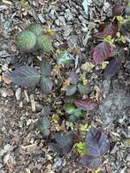 Braambes plant doornloos, Tuin en Terras, Planten | Tuinplanten, Ophalen
