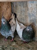 Iranse Hoogvlieger, Dieren en Toebehoren