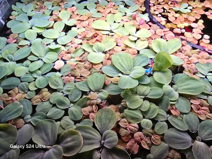 Limnobium laevigatum. Lieu : Heerlen, NL, Animaux & Accessoires, Poissons | Poissons d'aquarium, Poisson d'eau douce, Autres types