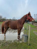 2 mooie merries, Dieren en Toebehoren, Dressuurpaard