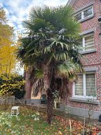 palmboom, Tuin en Terras, Ophalen of Verzenden, Palmboom