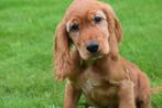 Engelse cocker spaniel pups 💖💖💖, Dieren en Toebehoren, Honden | Retrievers, Spaniëls en Waterhonden, België, 8 tot 15 weken
