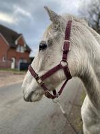 zeer lieve merrie, Dieren en Toebehoren, Paarden, Minder dan 160 cm, Zadelmak, 7 tot 10 jaar, Recreatiepaard