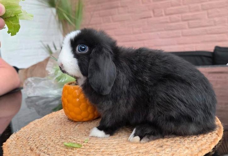 Schattig Minilop Mannetje, Dieren en Toebehoren, Konijnen