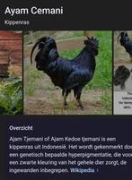 gratis ayam cemani haantjes, Dieren en Toebehoren, Mannelijk, Tropenvogel, Tam