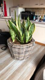 Mand met sanseverias, Autres espèces, En pot, Moins de 100 cm, Enlèvement