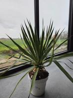 Yucca Gloriosa, Enlèvement