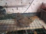 brahmas de  5 semaines, Dieren en Toebehoren, Pluimvee | Toebehoren
