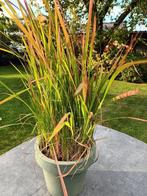 Imperata Red Baron, Tuin en Terras, Ophalen, Halfschaduw
