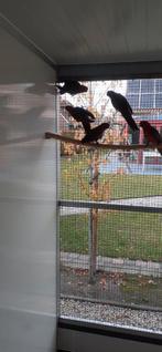 Pennantrosella wildkleur, Dieren en Toebehoren, Vogels | Parkieten en Papegaaien