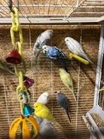 3 koppels grasparkieten, Dieren en Toebehoren