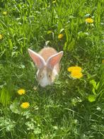 Vlaamse/Duitse reus konijnen, Animaux & Accessoires, Lapins, Grand, 0 à 2 ans