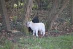 Ouessant lammetjes, Dieren en Toebehoren, Schapen, Geiten en Varkens, Mannelijk, Schaap, 0 tot 2 jaar