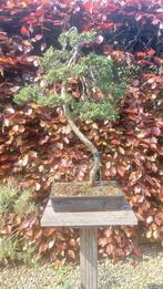 Bonsai Juniperus sinensis, Tuin en Terras, Ophalen