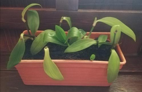 Boutures de misère verte en pot, Huis en Inrichting, Kamerplanten, In pot, Ophalen