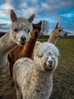 Jolis et gentils Alpagas, Septembre, Plusieurs animaux