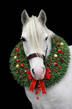 Leuke welsh merrie met papier, Jument