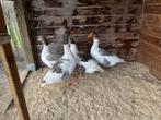 Vlaamse gans, Dieren en Toebehoren, Pluimvee
