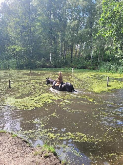 Ik zoek een paardje voor het leven, Animaux & Accessoires, Chevaux, Jument