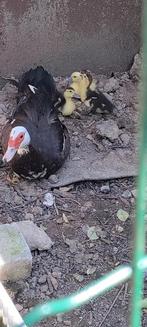 Barberie eendjes, Dieren en Toebehoren, Vogels | Overige Vogels