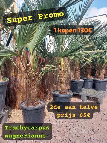 Trachycarpus wagnerianus ACTIE 1 kopen 2de  halve prijs  beschikbaar voor biedingen