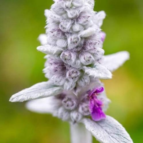 Stachys Byzantina, Tuin en Terras, Planten | Tuinplanten, Halfschaduw, Ophalen