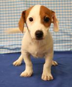 Supermooie Jack Russell pups!, Dieren en Toebehoren, Buitenland, CDV (hondenziekte), Meerdere, Meerdere dieren