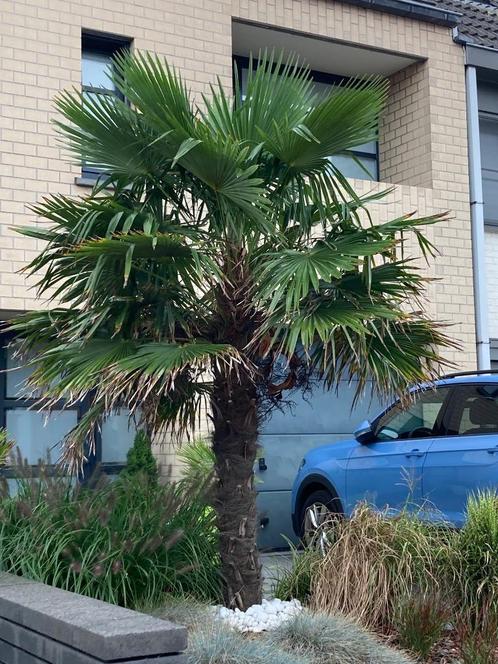 Magnifique palmier, Jardin & Terrasse, Plantes | Arbres, Palmier, 250 à 400 cm, Plein soleil, Printemps, Enlèvement