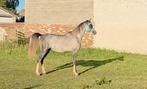 Arabisch raszuiver veulen, Dieren en Toebehoren, Paarden, Hengst, Gechipt, 0 tot 2 jaar