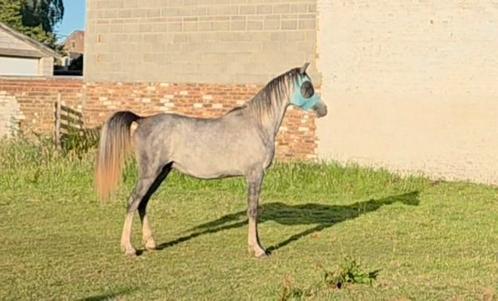 Arabisch raszuiver veulen, Dieren en Toebehoren, Paarden, Hengst, 0 tot 2 jaar, Met stamboom, Gechipt, Ontwormd, Ingeënt