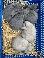 Nederlandse hangoordwergen raskonijntjes, Dieren en Toebehoren