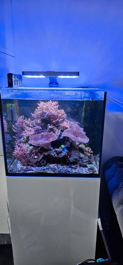 Aquarium eau de mer complet, Hobby en Vrije tijd, Overige Hobby en Vrije tijd, Gebruikt, Ophalen of Verzenden