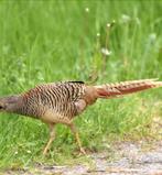 Gezocht 1 of 2 hennen goudfazant, Dieren en Toebehoren