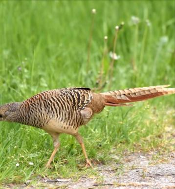 Gezocht 1 of 2 hennen goudfazant