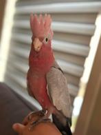 Rose kaketoe, Dieren en Toebehoren, Tam