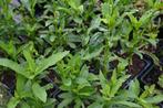 Helenium 'Julisonne', Ophalen, Zomer, Vaste plant, Volle zon