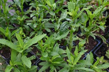 Helenium 'Julisonne' beschikbaar voor biedingen