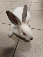 HYCOLE V  X  CALIFORNIANER R   F1 V & R, Dieren en Toebehoren, Meerdere dieren, Middelgroot, 0 tot 2 jaar