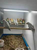 Pale fallows en split pale fallow met dna. In blauw en turqu, Meerdere dieren, Dwergpapegaai of Agapornis