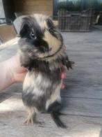 2 vrouwtjes cavia's, Animaux & Accessoires, Rongeurs, Cobaye, Femelle