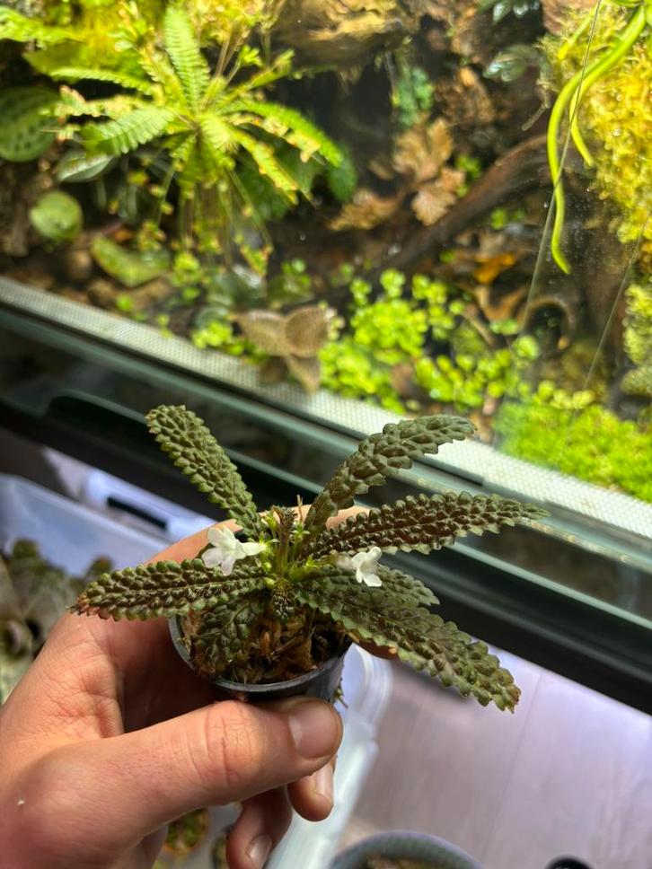 Nautilocalyx pemphidius, Dieren en Toebehoren, Reptielen en Amfibieën | Toebehoren, Nieuw, Tak, Plant, Rots of Steen, Ophalen of Verzenden