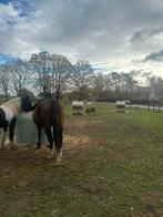 PLEKJE VRIJ OP ONZE WEIDE IN KURINGEN!, Dieren en Toebehoren, Weidegang, 1 paard of pony